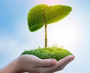 toxins and liver health