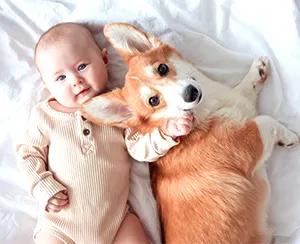 Introduce Pet To Baby Safely