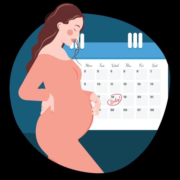 Pregnancy Due Date Calculator