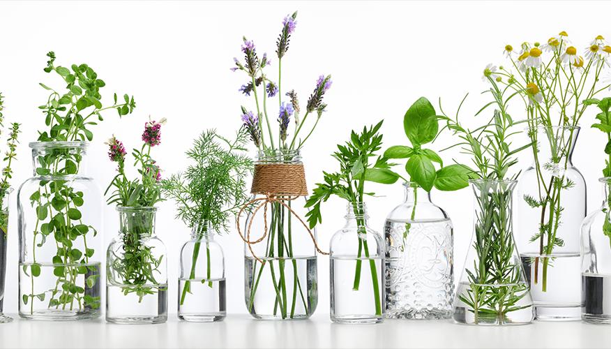Herbs: Can they help during pregnancy?