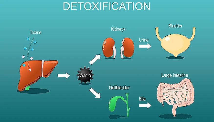 How to detox your liver and kidneys with these fruits