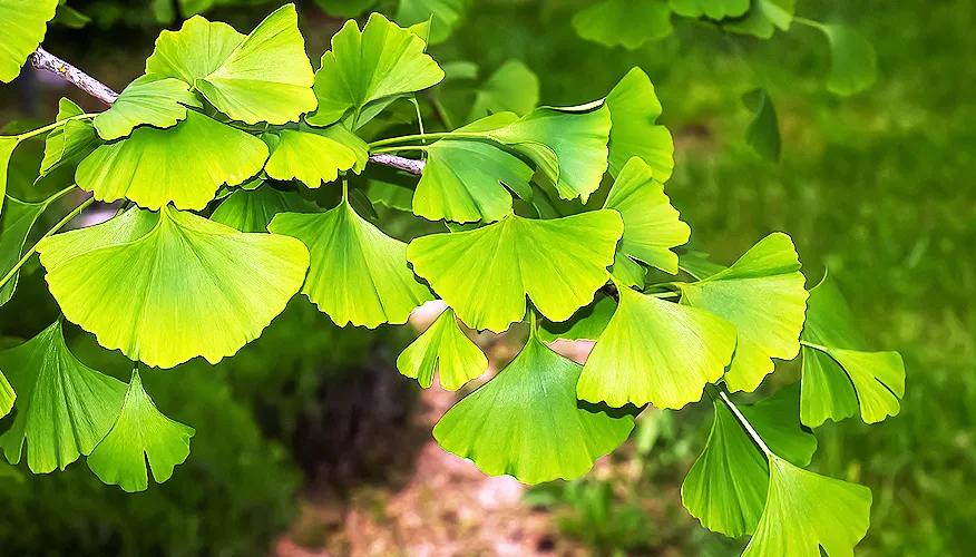 Overview of ginkgo biloba