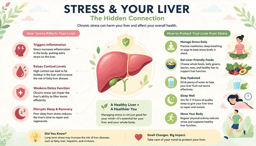 Infographic showing how chronic stress damages the liver and tips to protect liver health