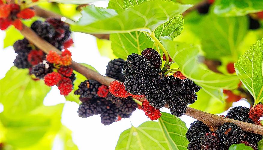 What is mulberry?