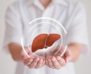 Liver care concept with hands holding healthy liver symbol representing liver health and protection