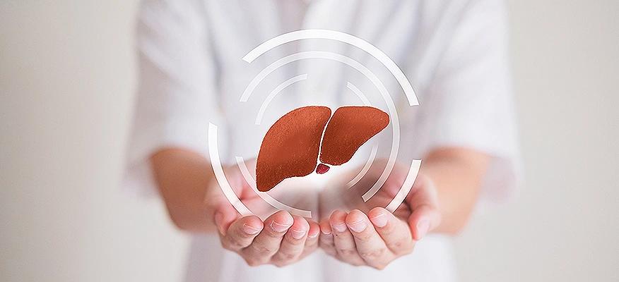 Liver care concept with hands holding healthy liver symbol representing liver health and protection
