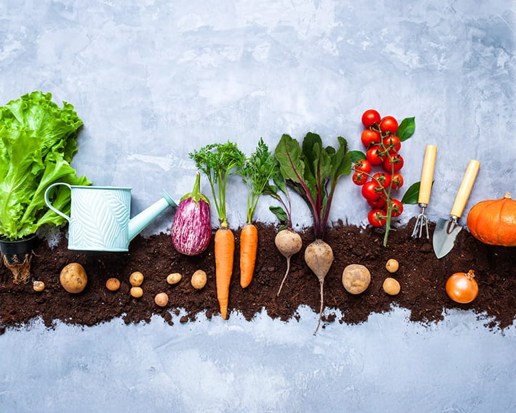 Key Facts About Plant Sterols For Lowering Blood Cholesterol Levels