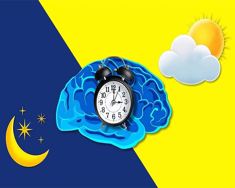What Is Circadian Rhythm: Importance in Sleep and Energy